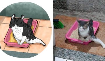 Мемные коты