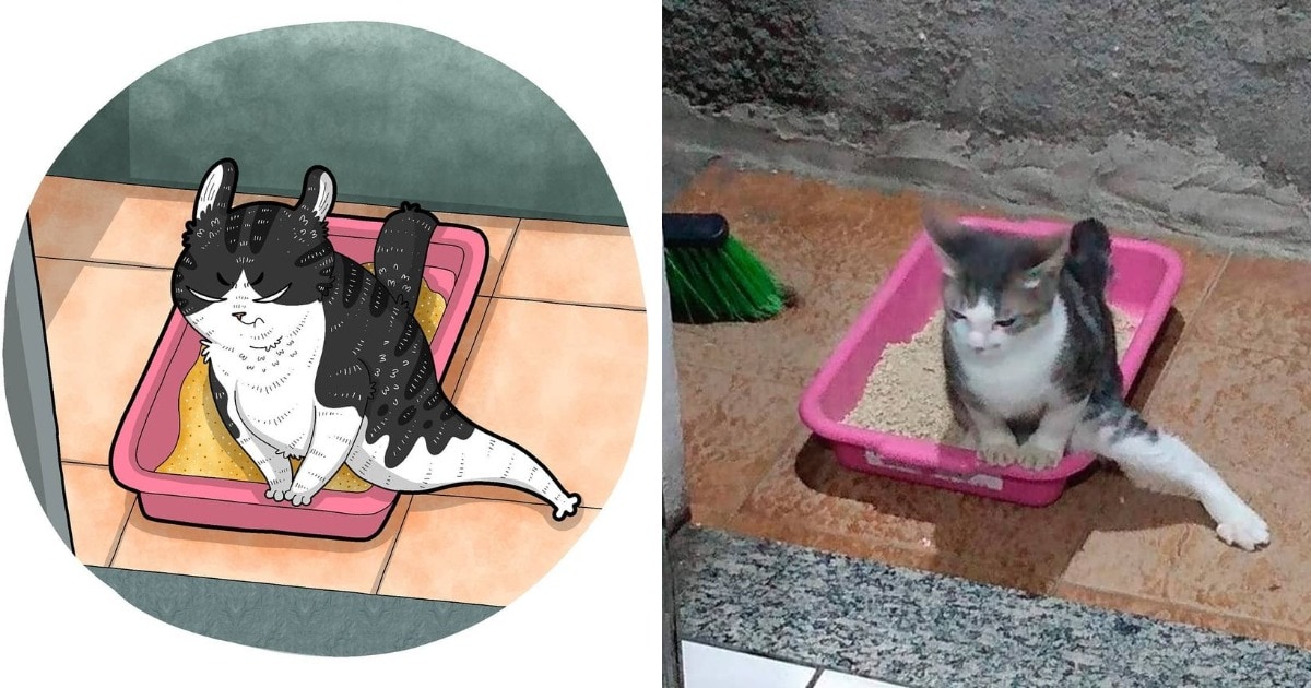 Мемные коты