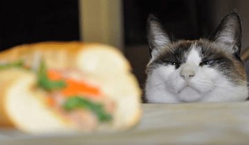 Коты всегда голодные