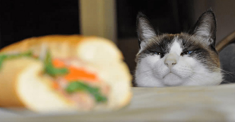Коты всегда голодные