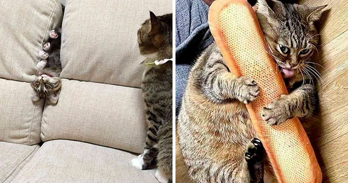 Коты попали в неловкое положение