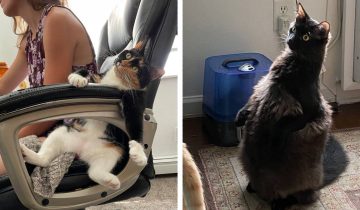 Что с моим котиком