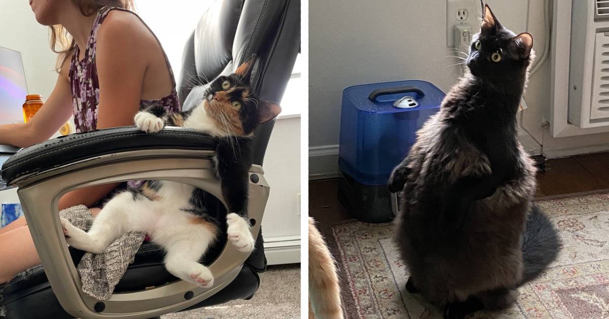 Что с моим котиком