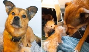 Пес стал для котят настоящим отцом