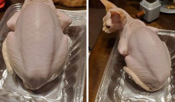 несъедобные вещи притворились вкусняшками