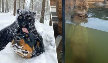 очень смешно наблюдать
