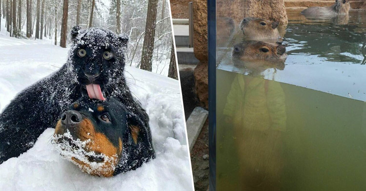 очень смешно наблюдать