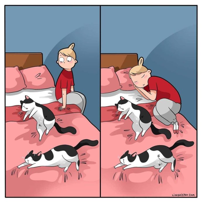 Каждый котовладелец поймет