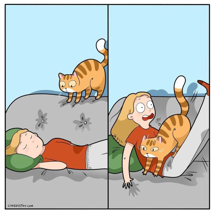 Каждый котовладелец поймет