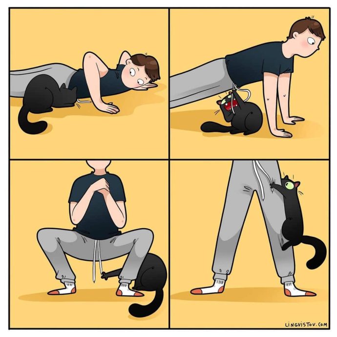 Каждый котовладелец поймет