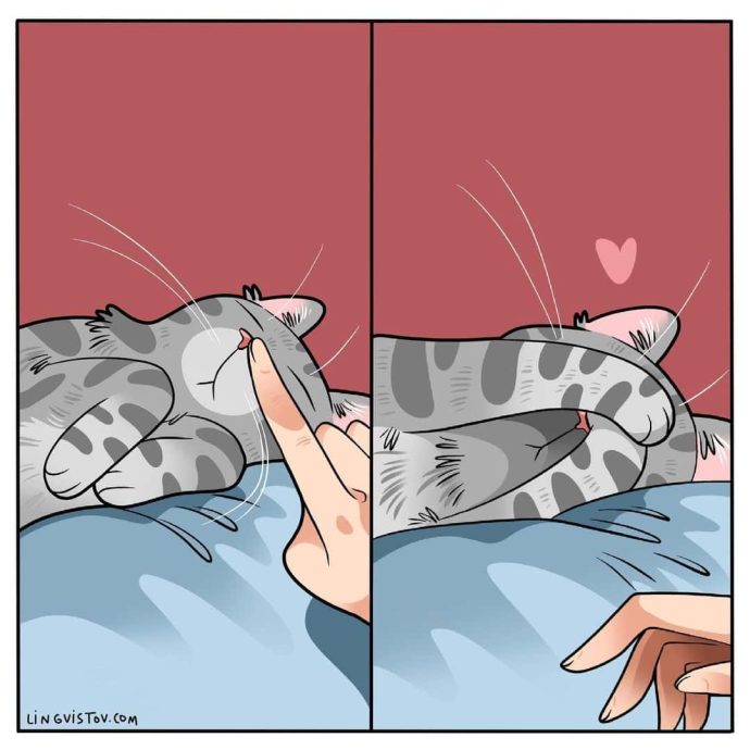 Каждый котовладелец поймет