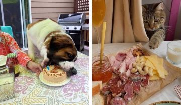 Хитрые хвостатые ворюги