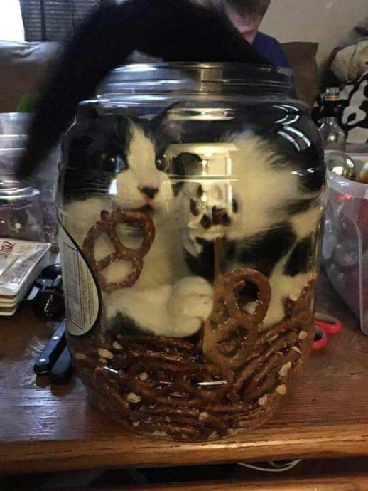 Хитрые хвостатые ворюги