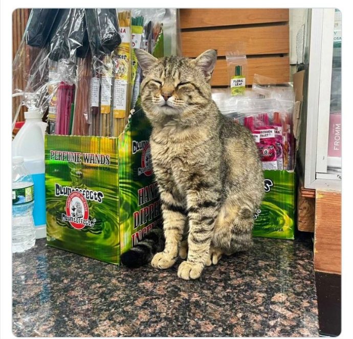 Коты стали хозяевами магазинов