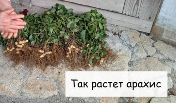 вызывают восхищение