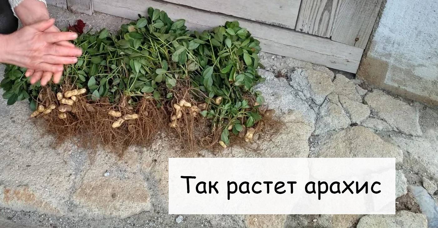 вызывают восхищение