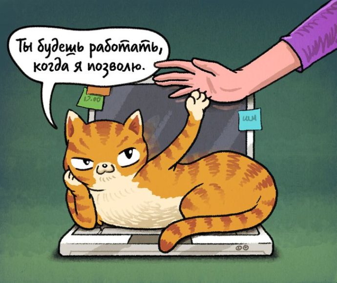 15 правил кошачьего кодекса