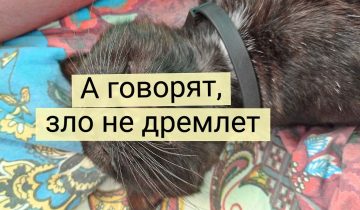 Экзистенциальный кризис котиков