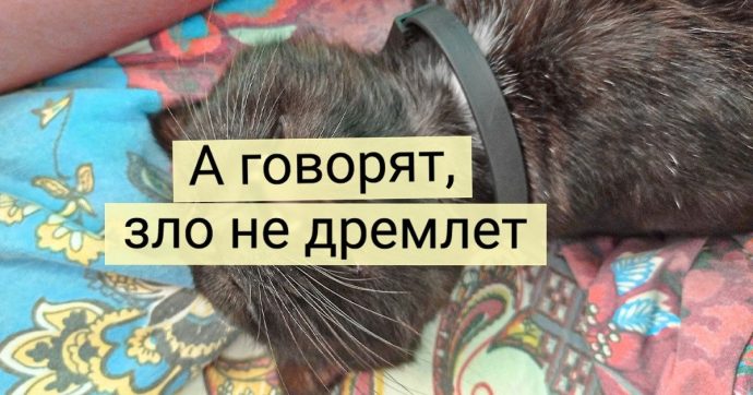 Экзистенциальный кризис котиков