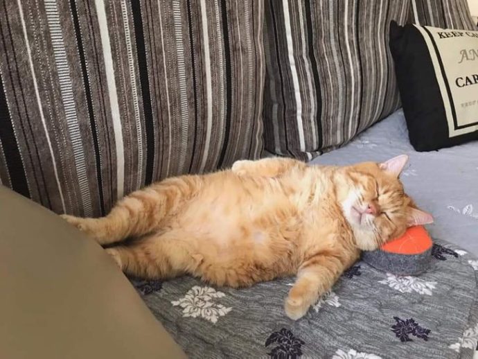 Экзистенциальный кризис котиков