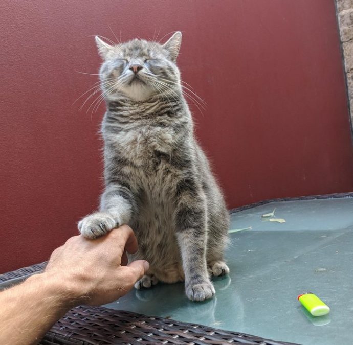 Экзистенциальный кризис котиков