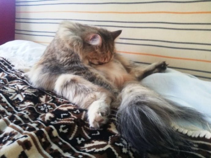 Экзистенциальный кризис котиков