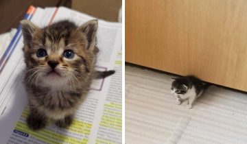 Крошечные котята