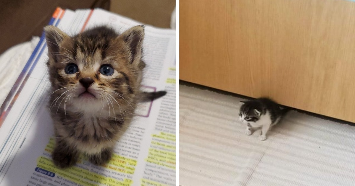 Крошечные котята