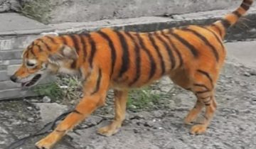 сделал из собаки тигра