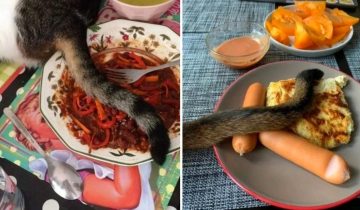 для чего котам нужны хвосты