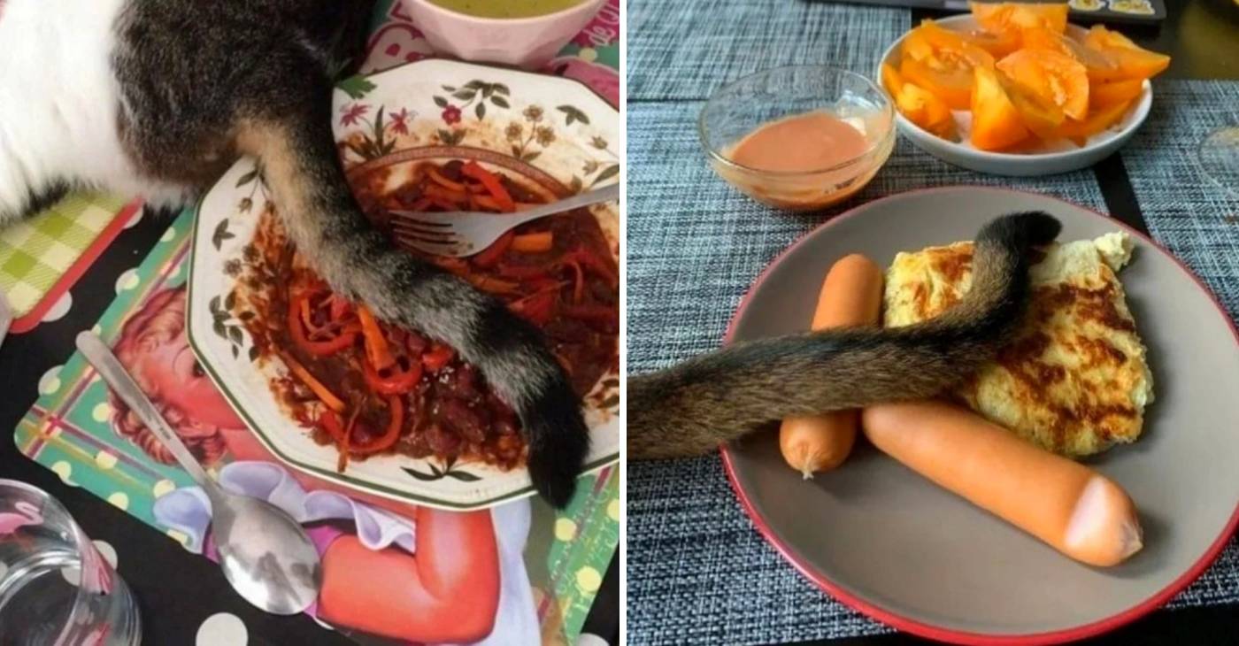 для чего котам нужны хвосты