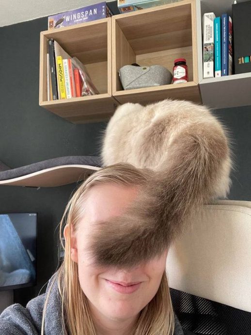 для чего котам нужны хвосты