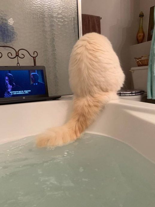 для чего котам нужны хвосты