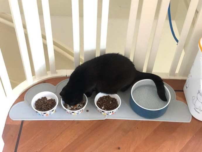 для чего котам нужны хвосты