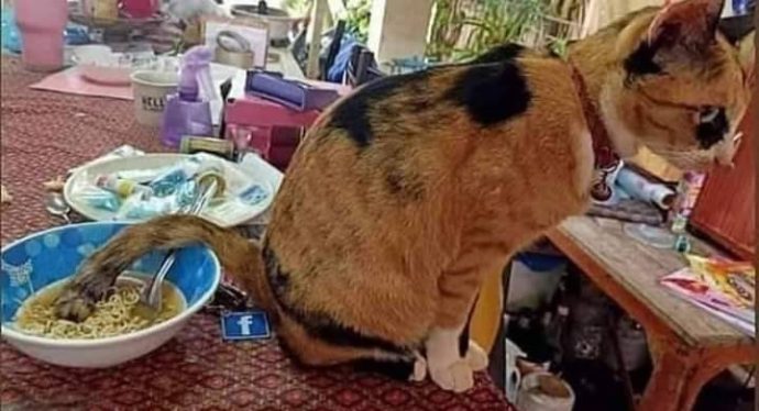 для чего котам нужны хвосты