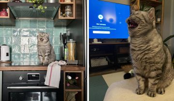 Сильно поющие котики