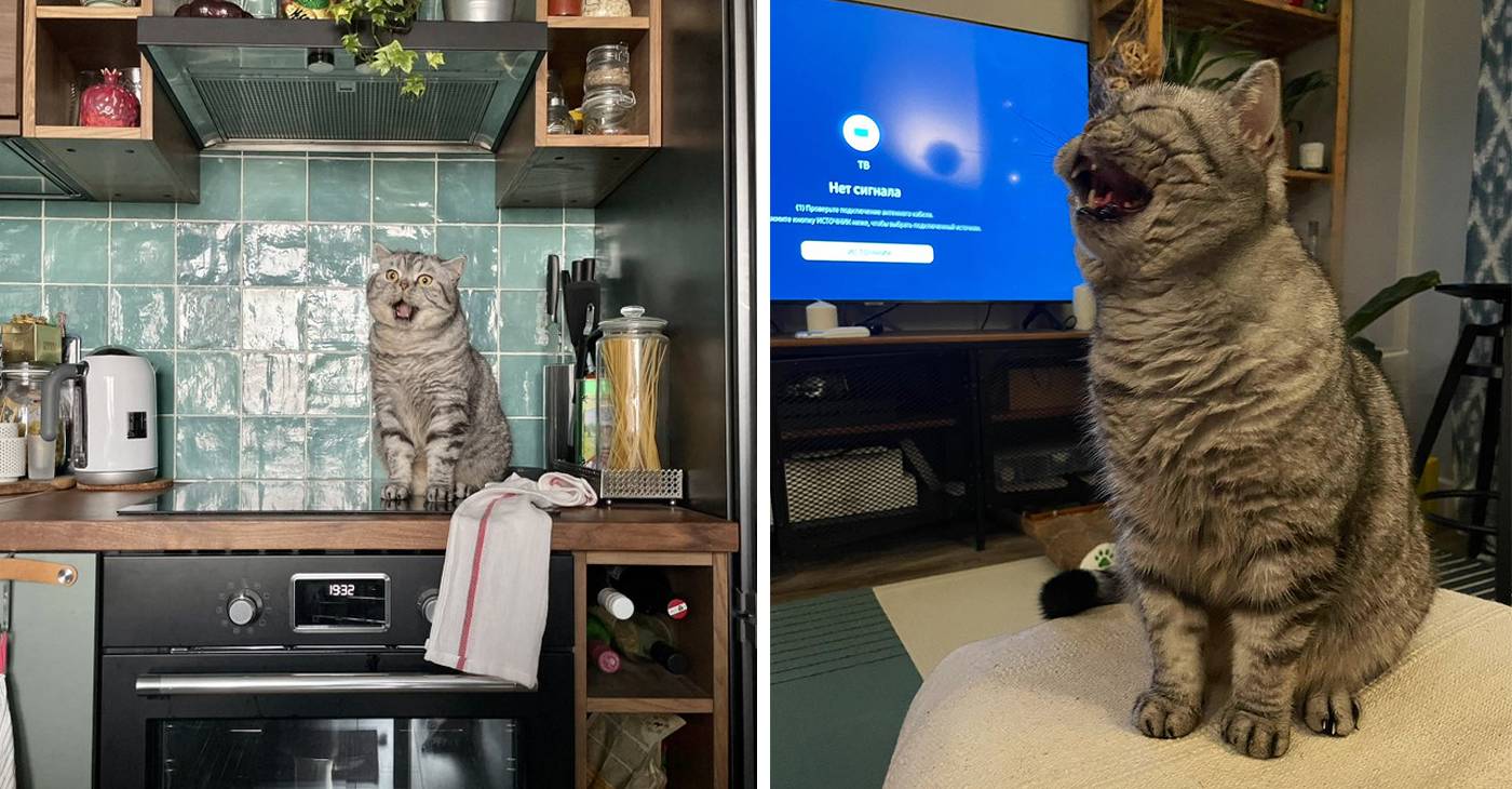 Сильно поющие котики