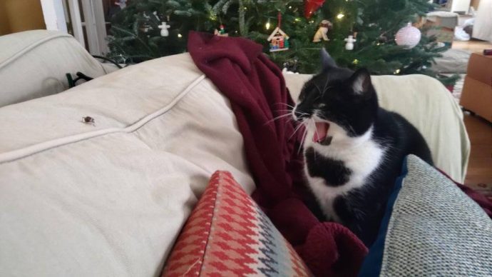Сильно поющие котики