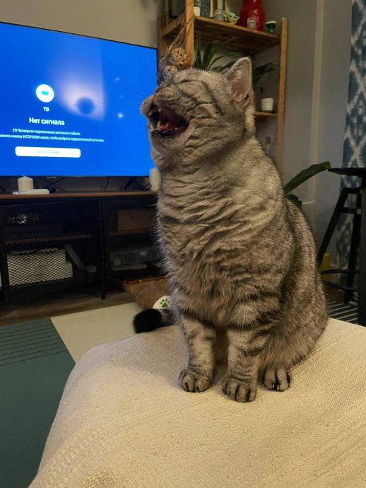 Сильно поющие котики