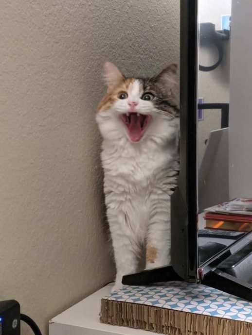 Сильно поющие котики
