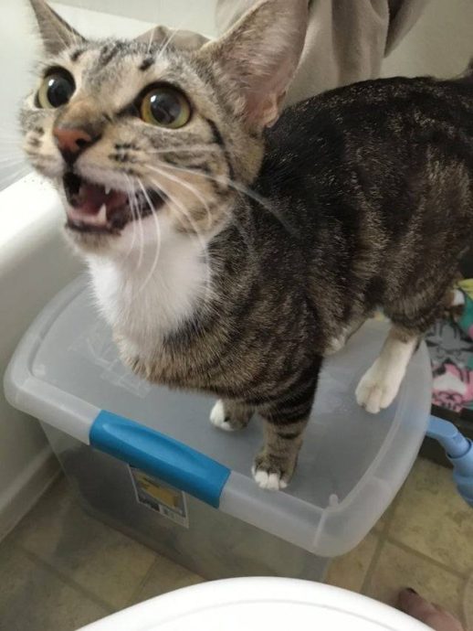 Сильно поющие котики