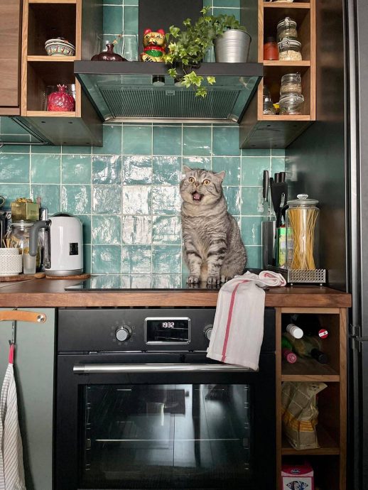 Сильно поющие котики