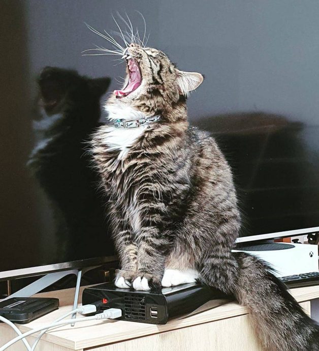 Сильно поющие котики