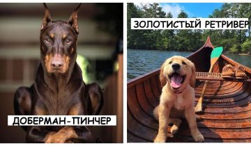 Самые умные породы собак