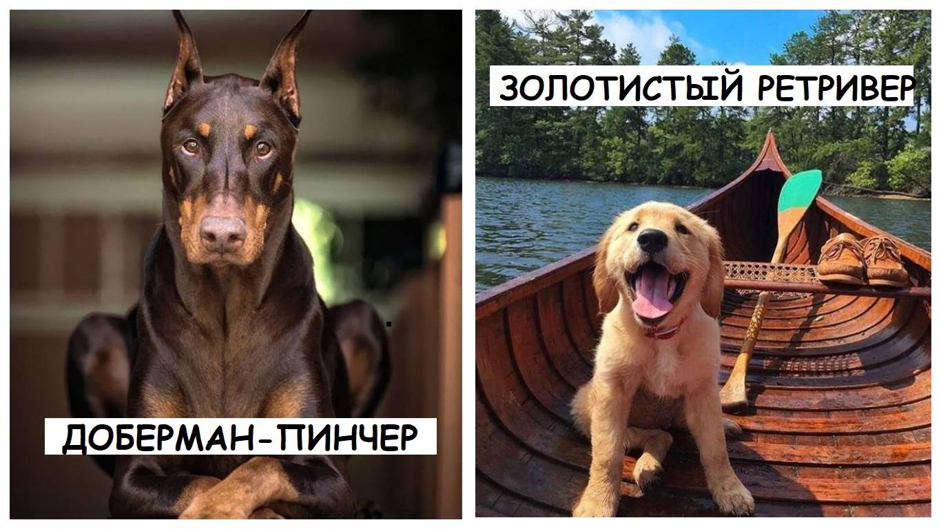 Самые умные породы собак