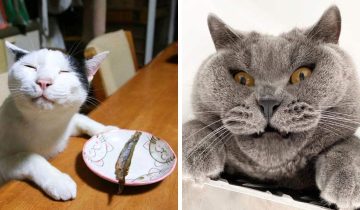 Милые и забавные котики