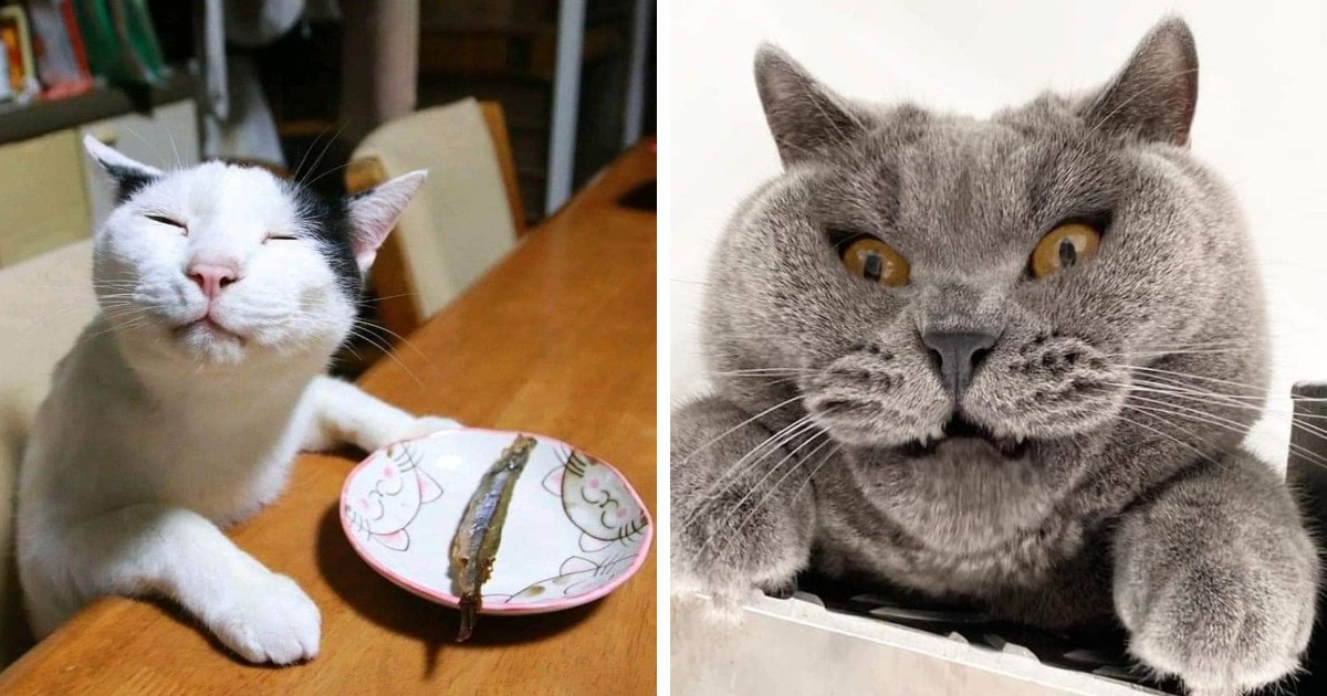 Милые и забавные котики