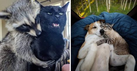Животные знают, что такое дружба