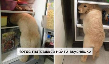 позарились на холодильник