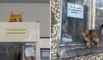 Обычные надписи